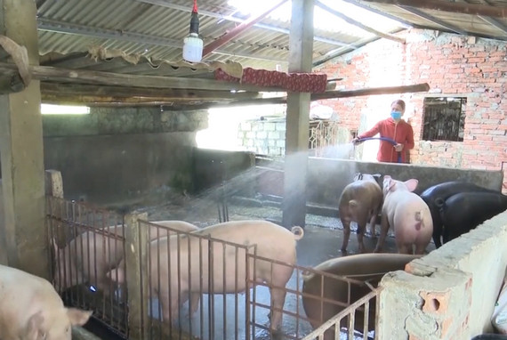 Độc đáo mô hình chăn nuôi lợn sạch bằng cám thảo dược mới lạ
