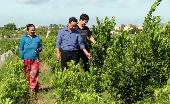 N&ocirc;ng d&acirc;n Ninh B&igrave;nh li&ecirc;n kết ph&aacute;t triển sản xuất