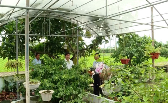 Thu nhập cao từ vườn mẫu ở Kh&aacute;nh Cư