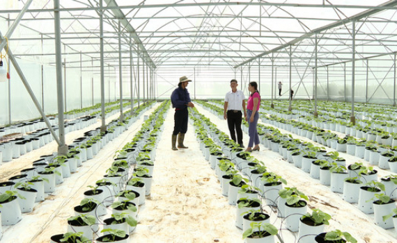 Y&ecirc;n M&ocirc; tập trung ph&aacute;t triển n&ocirc;ng nghiệp h&agrave;ng h&oacute;a ứng dụng c&ocirc;ng nghệ cao