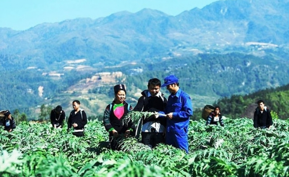 Hỗ trợ tới 1 tỷ đồng/dự &aacute;n ph&aacute;t triển v&ugrave;ng trồng dược liệu qu&yacute; ở miền n&uacute;i