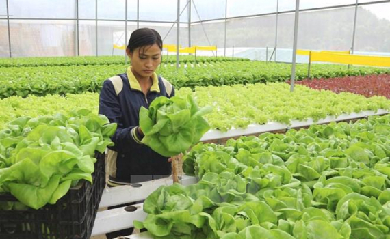 Cảnh b&aacute;o lừa đảo đưa lao động đi l&agrave;m việc thời vụ tại H&agrave;n Quốc