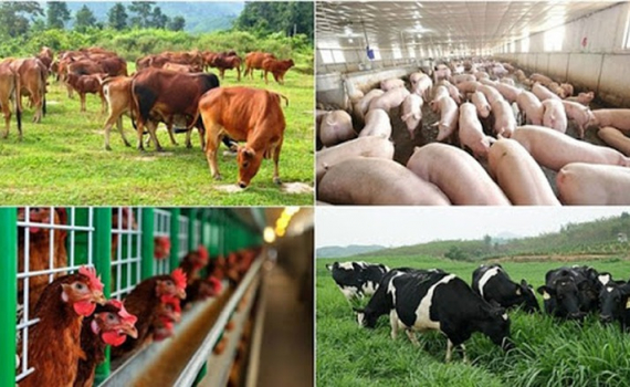 Nhiều ch&iacute;nh s&aacute;ch hỗ trợ ph&aacute;t triển chăn nu&ocirc;i