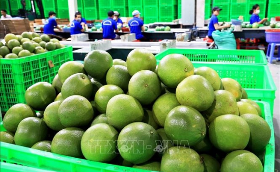 Quả bưởi tươi Việt Nam ch&iacute;nh thức được ph&eacute;p xuất khẩu sang H&agrave;n Quốc