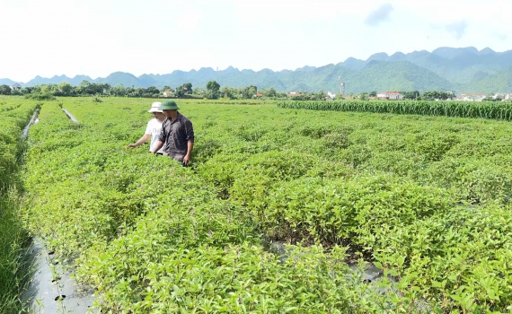 Y&ecirc;n Quang: Hợp t&aacute;c x&atilde; chuy&ecirc;n ng&agrave;nh ph&aacute;t huy thế mạnh của địa phương