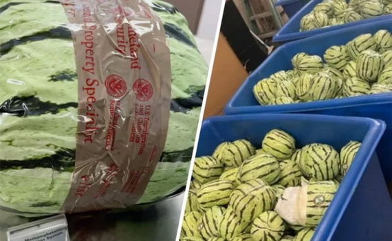 Mỹ thu giữ 2.000 kg ma t&uacute;y đ&aacute; ngụy trang th&agrave;nh dưa hấu