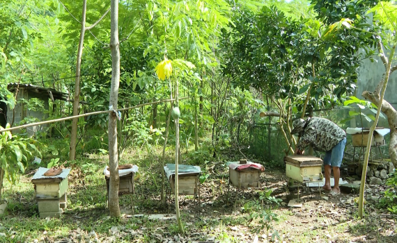 Nho Quan ph&aacute;t triển kinh tế dưới t&aacute;n rừng