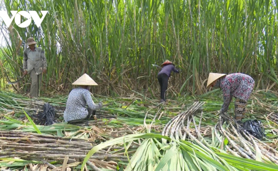Ng&agrave;nh m&iacute;a đường đang chịu &ldquo;c&uacute; đấm k&eacute;p&rdquo; từ dịch Covid-19 v&agrave; ATIGA