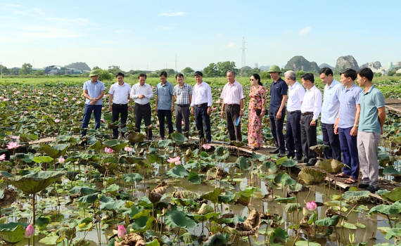 Hội nghị đầu bờ đ&aacute;nh gi&aacute; m&ocirc; h&igrave;nh ph&aacute;t triển một số giống sen