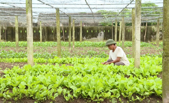 Người cao tuổi huyện Y&ecirc;n Kh&aacute;nh ph&aacute;t huy tinh thần &ldquo;Tuổi cao gương s&aacute;ng&rdquo;