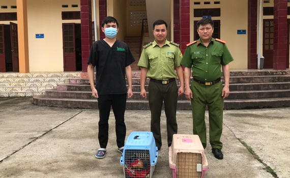 Cứu hộ khẩn cấp hai c&aacute; thể Cầy vằn bắc qu&yacute; hiếm khỏi bu&ocirc;n b&aacute;n tr&aacute;i ph&eacute;p