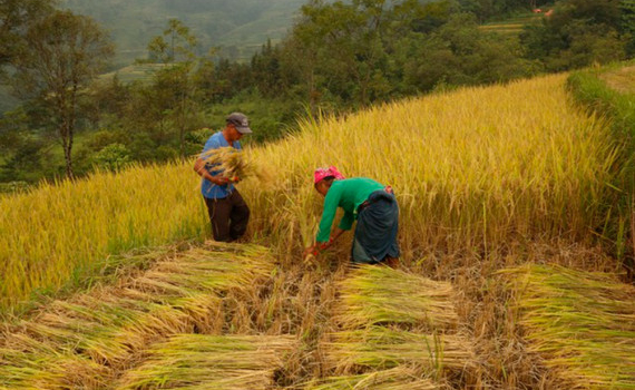 Việt Nam c&oacute; nhiều tiềm năng ph&aacute;t triển n&ocirc;ng nghiệp xanh