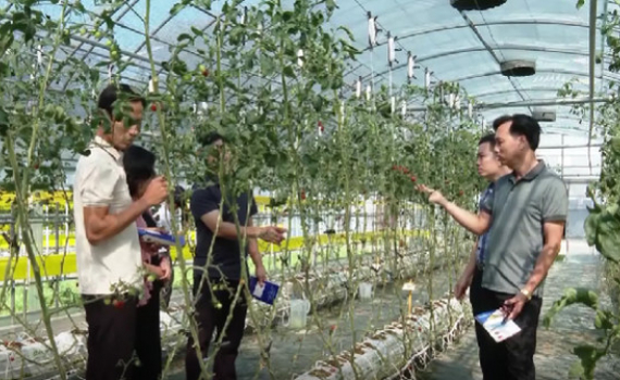 Thăm quan, học tập ở Viện nghi&ecirc;n cứu rau quả Buyeo (H&agrave;n Quốc)