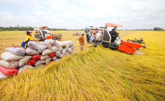 Ch&iacute;nh phủ ban h&agrave;nh ch&iacute;nh s&aacute;ch hỗ trợ bảo vệ đất trồng l&uacute;a