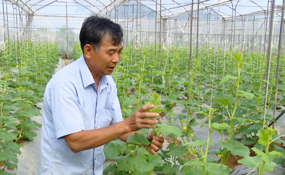 &Ocirc;ng Tống Viết Vinh -  Gương n&ocirc;ng d&acirc;n điển h&igrave;nh trong học tập v&agrave; l&agrave;m theo B&aacute;c
