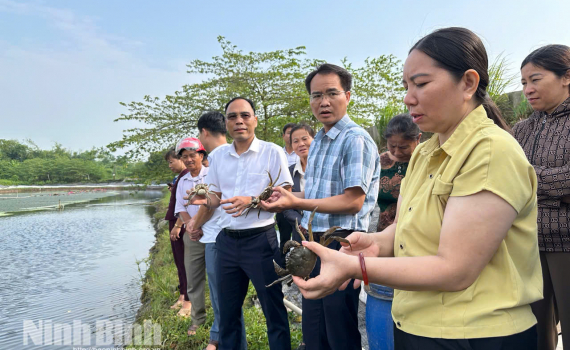 Đ&aacute;nh gi&aacute; hiệu quả bước đầu m&ocirc; h&igrave;nh nu&ocirc;i cua c&agrave; ra thương phẩm trong ao