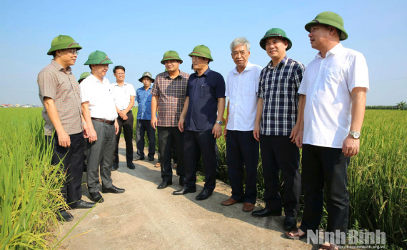 Đồng ch&iacute; Ph&oacute; Chủ tịch UBND tỉnh Trần Anh Dũng kiểm tra t&igrave;nh h&igrave;nh sản xuất l&uacute;a vụ m&ugrave;a v&agrave; c&ocirc;ng t&aacute;c khắc phục hậu quả sau mưa, lũ