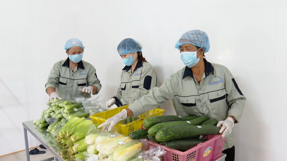 Hiệu quả từ m&ocirc; h&igrave;nh sản xuất v&agrave; sử dụng ph&acirc;n b&oacute;n hữu cơ ở hợp t&aacute;c x&atilde; Nam Cường, x&atilde; Y&ecirc;n Cường