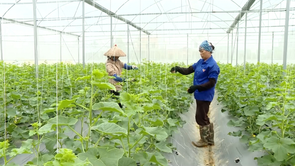 Đưa n&ocirc;ng sản Ninh B&igrave;nh v&agrave;o c&aacute;c hệ thống ph&acirc;n phối hiện đại