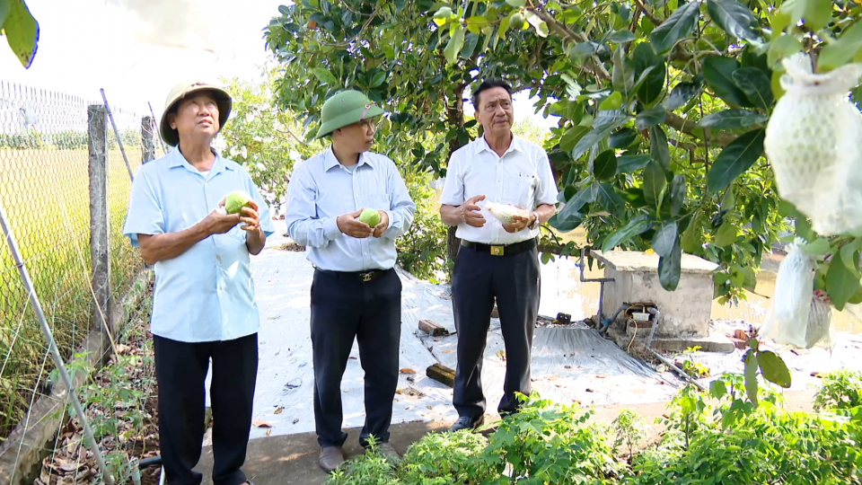 Kh&aacute;nh Trung n&acirc;ng cao thu nhập từ vườn mẫu