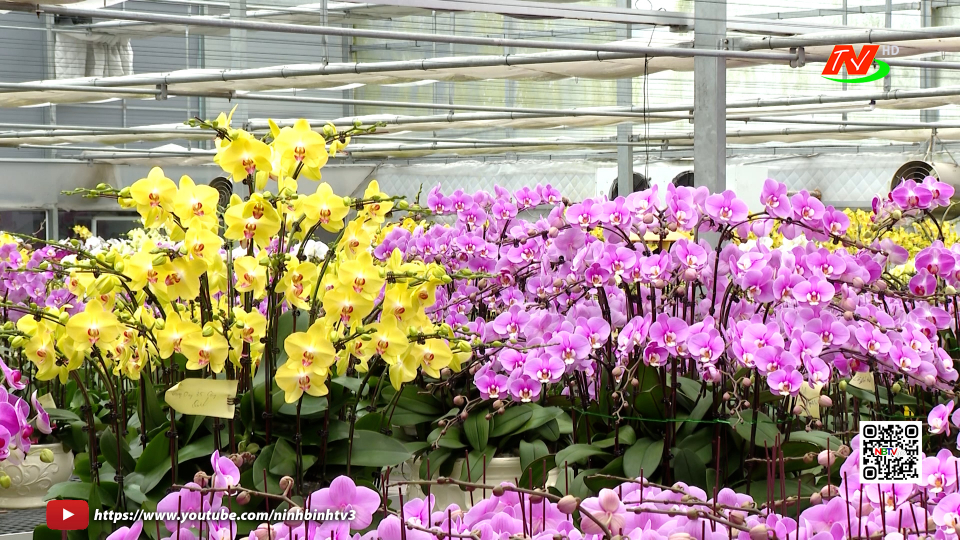 Sắc hoa c&ocirc;ng nghệ cao