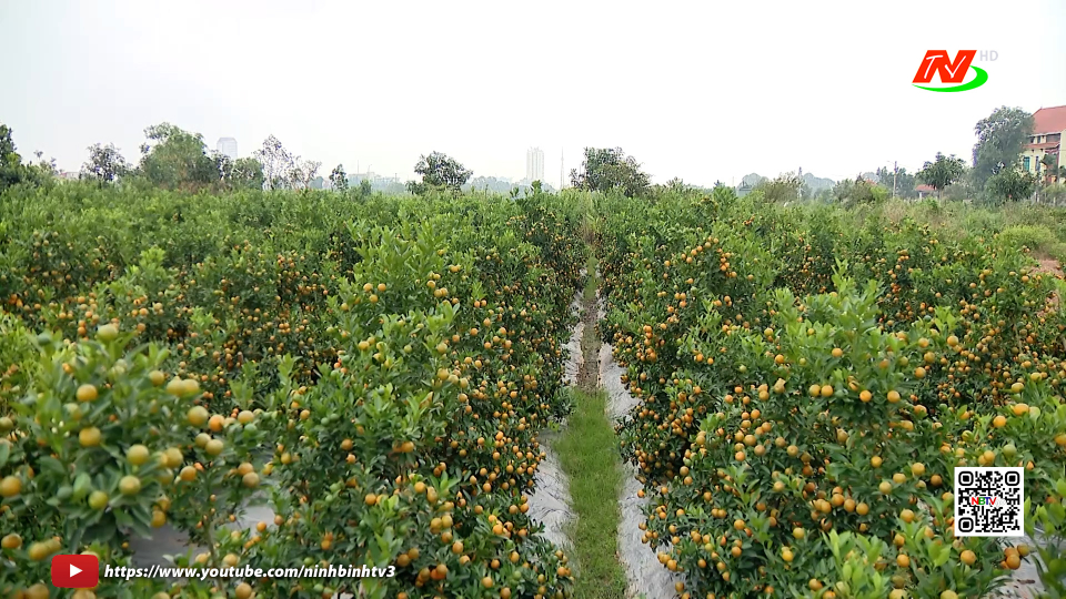 L&agrave;ng hoa c&acirc;y cảnh Ph&ugrave; V&acirc;n chuẩn bị v&agrave;o vụ Tết