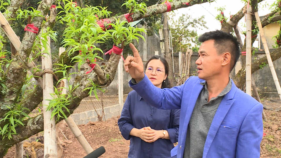 Ứng dụng kỹ thuật gh&eacute;p ph&ocirc;i v&agrave;o gốc đ&agrave;o cổ thụ