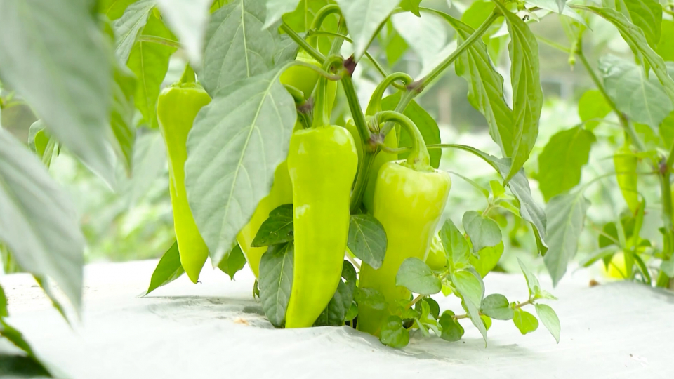  Hiệu quả m&ocirc; h&igrave;nh trồng ớt xuất khẩu ở Gia Viễn