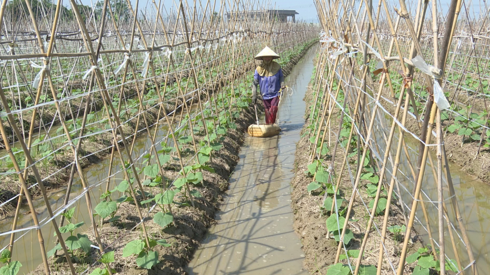 Phường Nguyễn &Uacute;y tập trung sản xuất vụ đ&ocirc;ng
