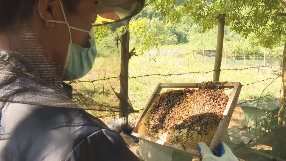 Thị trường Mỹ mua rất nhiều mật ong của Việt Nam để làm gì