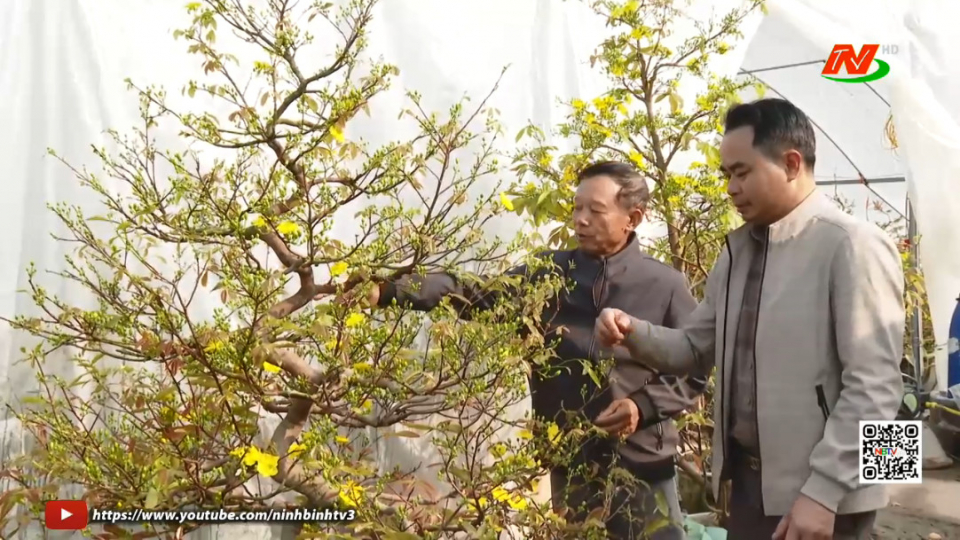 N&ocirc;ng d&acirc;n trồng hoa Chất B&igrave;nh v&agrave;o vụ Tết