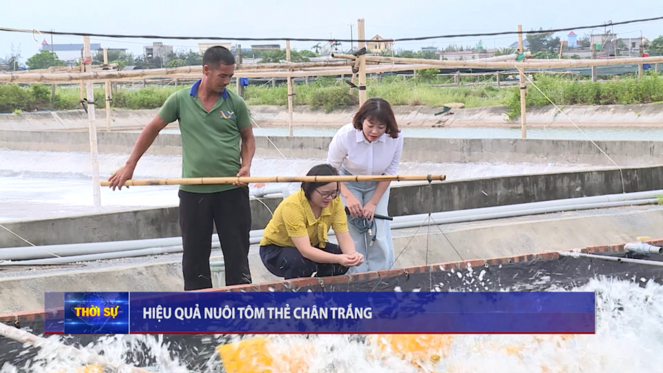 Hiệu quả nu&ocirc;i t&ocirc;m thẻ ch&acirc;n trắng