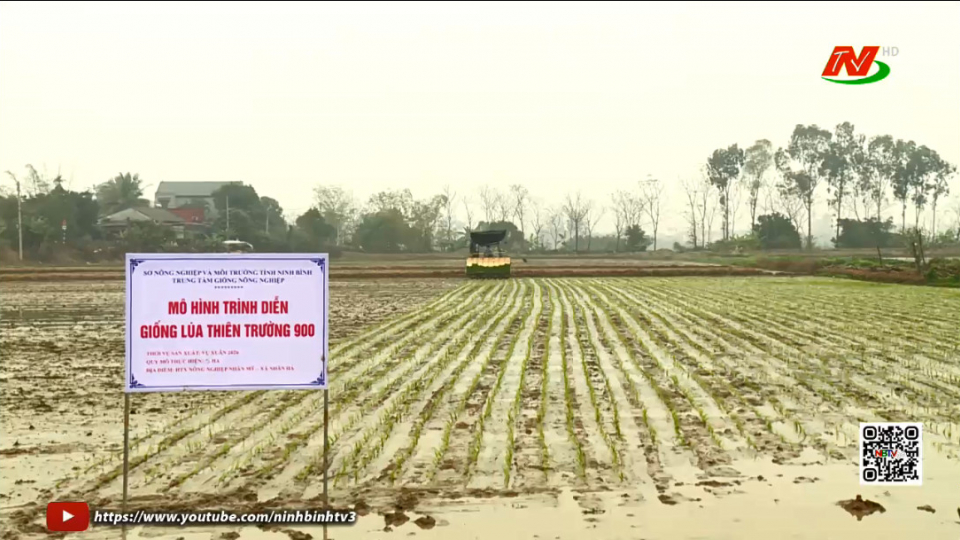 Xu&acirc;n về tr&ecirc;n c&aacute;nh đồng mẫu lớn