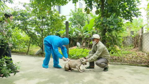 Tăng cường ph&ograve;ng chống bệnh dại tr&ecirc;n đ&agrave;n ch&oacute;, m&egrave;o
