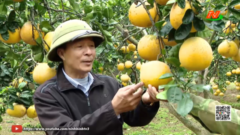 Hiệu quả kinh tế từ c&aacute;c m&ocirc; h&igrave;nh chuyển đổi c&acirc;y trồng tr&ecirc;n đất l&uacute;a