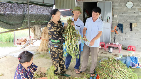  Hiệu quả m&ocirc; h&igrave;nh trồng rau r&uacute;t ở Y&ecirc;n H&ograve;a