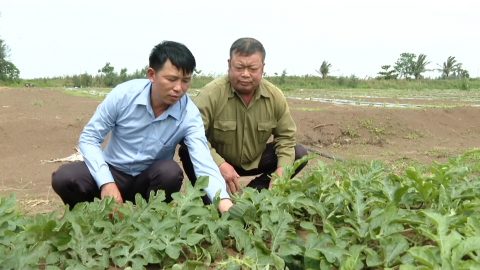 Kim Đ&ocirc;ng ph&aacute;t triển v&ugrave;ng trồng dưa hấu, dưa l&ecirc;