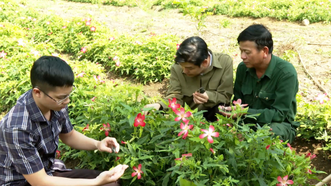L&agrave;m chủ quy tr&igrave;nh kỹ thuật theo ti&ecirc;u chuẩn GACP n&acirc;ng tầm gi&aacute; trị dược liệu