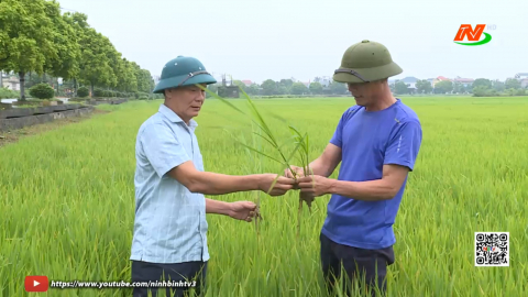 Đẩy mạnh c&ocirc;ng t&aacute;c ph&ograve;ng trừ s&acirc;u bệnh l&uacute;a m&ugrave;a 2026