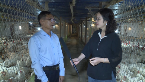 Ứng dụng khoa học kỹ thuật trong nu&ocirc;i g&agrave; Ai Cập đẻ trứng cho hiệu quả kinh tế cao