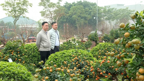 Rộn r&agrave;ng sắc xu&acirc;n ở c&aacute;c nh&agrave; vườn