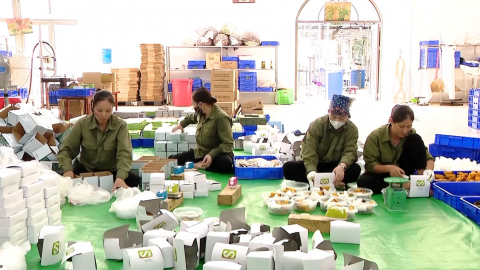 Mở rộng m&ocirc; h&igrave;nh sản xuất dược liệu theo hướng hữu cơ
