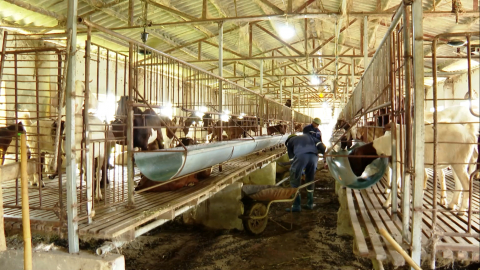 Hiệu quả của nu&ocirc;i d&ecirc; th&acirc;m canh