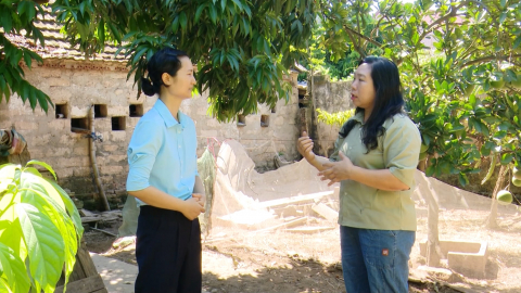 Tăng cường ph&ograve;ng, chống dịch tả lợn ch&acirc;u Phi