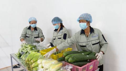 Hiệu quả từ m&ocirc; h&igrave;nh sản xuất v&agrave; sử dụng ph&acirc;n b&oacute;n hữu cơ ở hợp t&aacute;c x&atilde; Nam Cường, x&atilde; Y&ecirc;n Cường