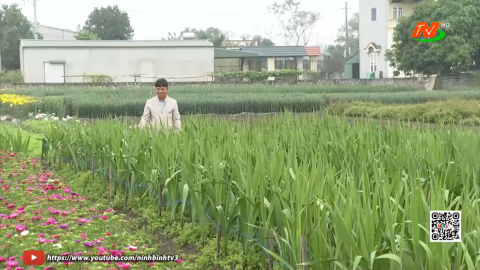 L&agrave;ng hoa Ph&uacute; Sơn - Hướng đi mới trong chuyển đổi cơ cấu c&acirc;y trồng