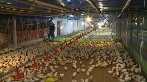 Nh&acirc;n rộng c&aacute;c m&ocirc; h&igrave;nh chăn nu&ocirc;i an to&agrave;n sinh học