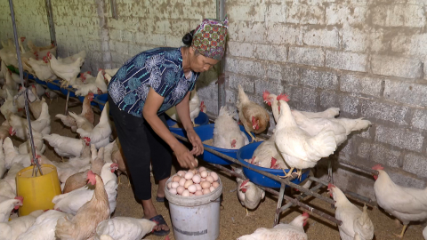 C&aacute;ch chăm s&oacute;c g&agrave; đẻ trứng đ&uacute;ng kỹ thuật