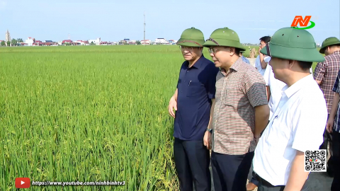 Kiểm tra sản xuất l&uacute;a vụ m&ugrave;a v&agrave; c&ocirc;ng t&aacute;c khắc phục hậu quả sau mưa, lũ