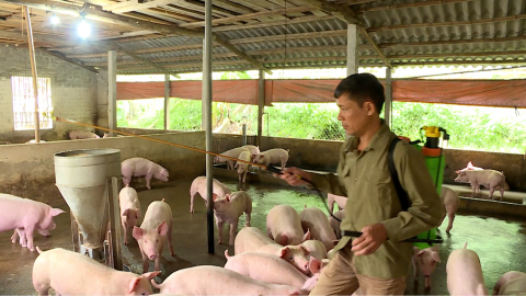 Đầu v&agrave;o tăng, chăn nu&ocirc;i lợn gặp kh&oacute; khăn